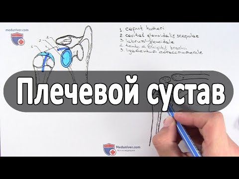 Анатомия плечевого сустава - meduniver.com