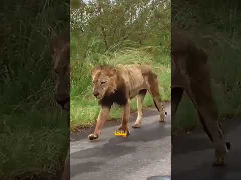 هل الأسد العجوز فعلًا بيحفر قبره بنفسه؟ الحقيقة هتصدمك! 🔥🦁 #shorts