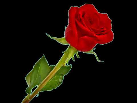 Egy rózsaszál szebben beszél - Melis György