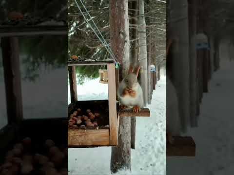 Different Types Of //Squarely 🐿️//