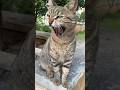 Sweet Gray Brown Tabby Cat Very Friendly With Limits