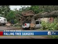 Tree safety tips after massive oak trees damage property in Tampa Bay area