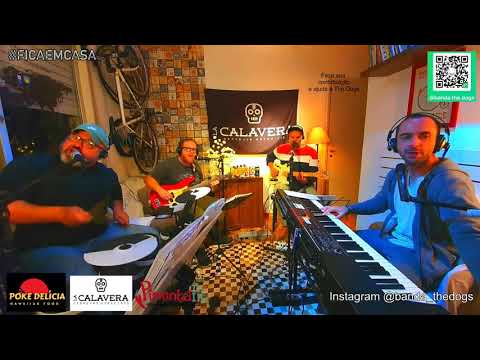 Shake a Tail Feather - Live The Dogs