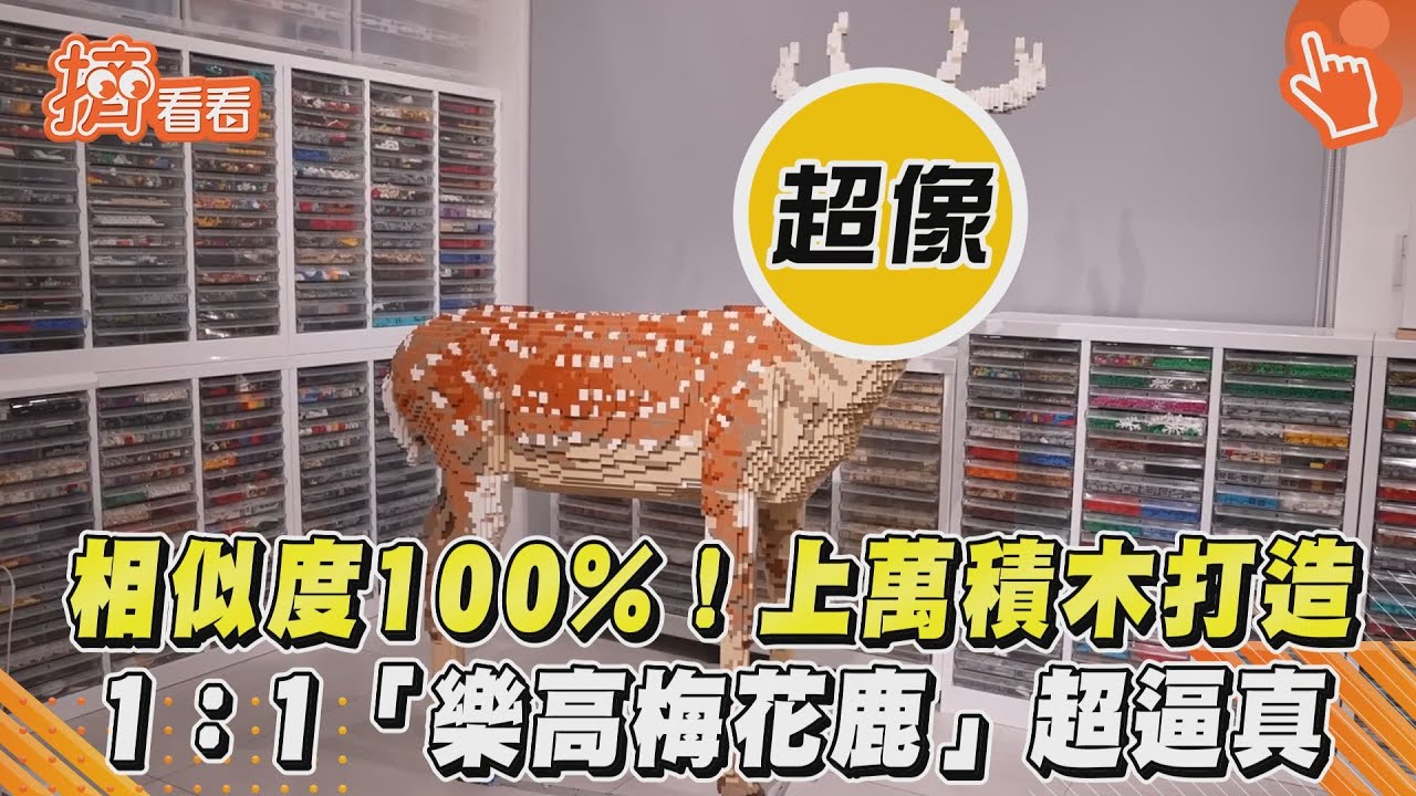 影音／相似度100%！上萬積木打造　1：1「樂高梅花鹿」超逼真