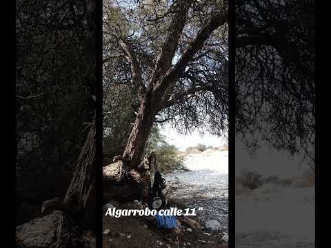 Algarrobo Árbol de frutos comestibles con propiedades energéticas Calle 11 Pocito,san juan argentina