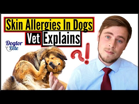 How To STOP Your Dog From Scratching So Much!? Do THIS! | Vet Explains