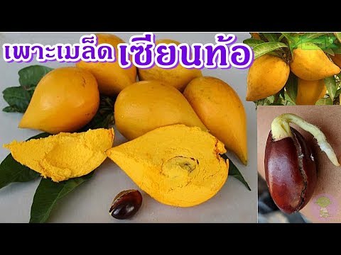 ยาเสพติดเพิ่มความแข็งแรงในยูเครน กระตุ้นสำหรับเด็ก