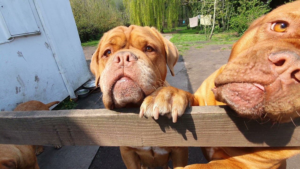 Meet the Regalrouge Dogue de Bordeaux Crew as requested ❤🐾❤