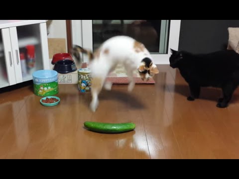 Funny Cats Scared of Random Things and Cucumbers Compilation!