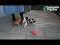 Miniature Dachshund dogs for sale: Jack  - Video 1