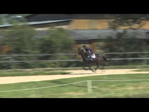 Lot 36 - Charlemar - H12 - Ballingarry - Passemare