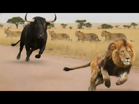 Wild Zimbabwe: Fierce Fights and Heartbreaking Losses | WILDLIFE DOCUMENTARY