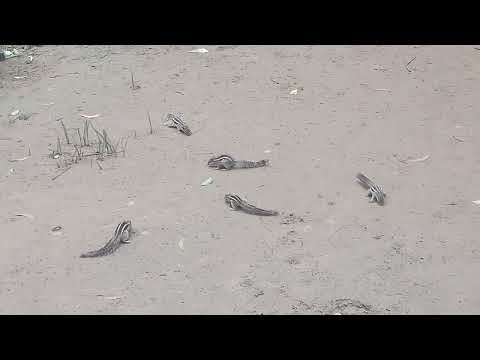 guncha Musa🐿️🐿️