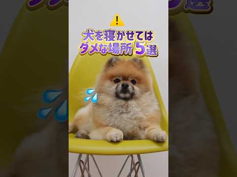 ここに愛犬のベット置いてない？？？犬を寝かせてダメな場所5選😴💤#犬 #犬のいる暮らし #愛犬 #わんこ #犬バカ部 #ペット#犬好きな人と繋がりたい#ミックス犬 #犬のいる生活