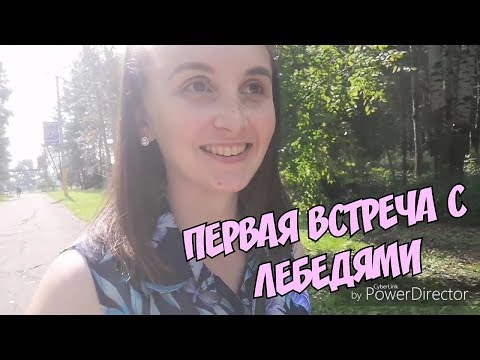 Лебеди. Лебединое озеро в Ивановке