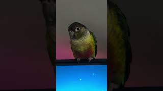 She’s only impressed with birdies. Golf gaming. Kiwi the Conure. #gaming #conure #golfclubwasteland