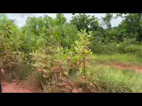 Invasive acacia in La Primavera Vichada replacing native woodland