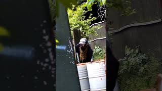 眉間に命中させるもう一撃 Headshot! #airsoftgun #airsoft #ショート動画