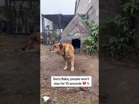 For any help consider donating link in bio to save a stray life in Los Angeles#usashorts#save