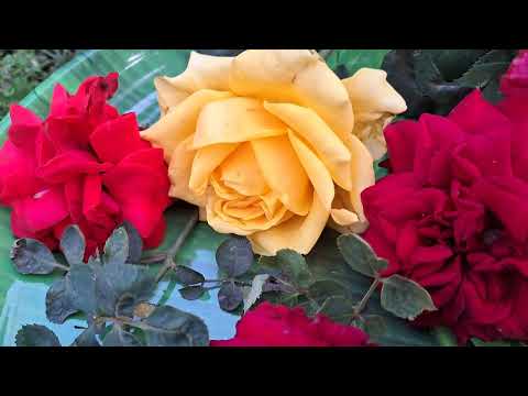 Roses Harvest from Garden#Flowers#Roses#