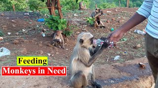 Thirsty Monkeys Drinking Water | Feeding Monkeys | Birds and Animals Planet