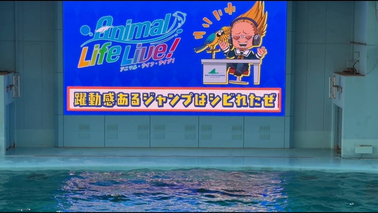 横浜・八景島シーパラダイス イルカショー  Animal Life Live！(アニメ「僕のヒーローアカデミア」ver.) 楽曲コラボ トップバッター カマイルカパート ※2026.03.29