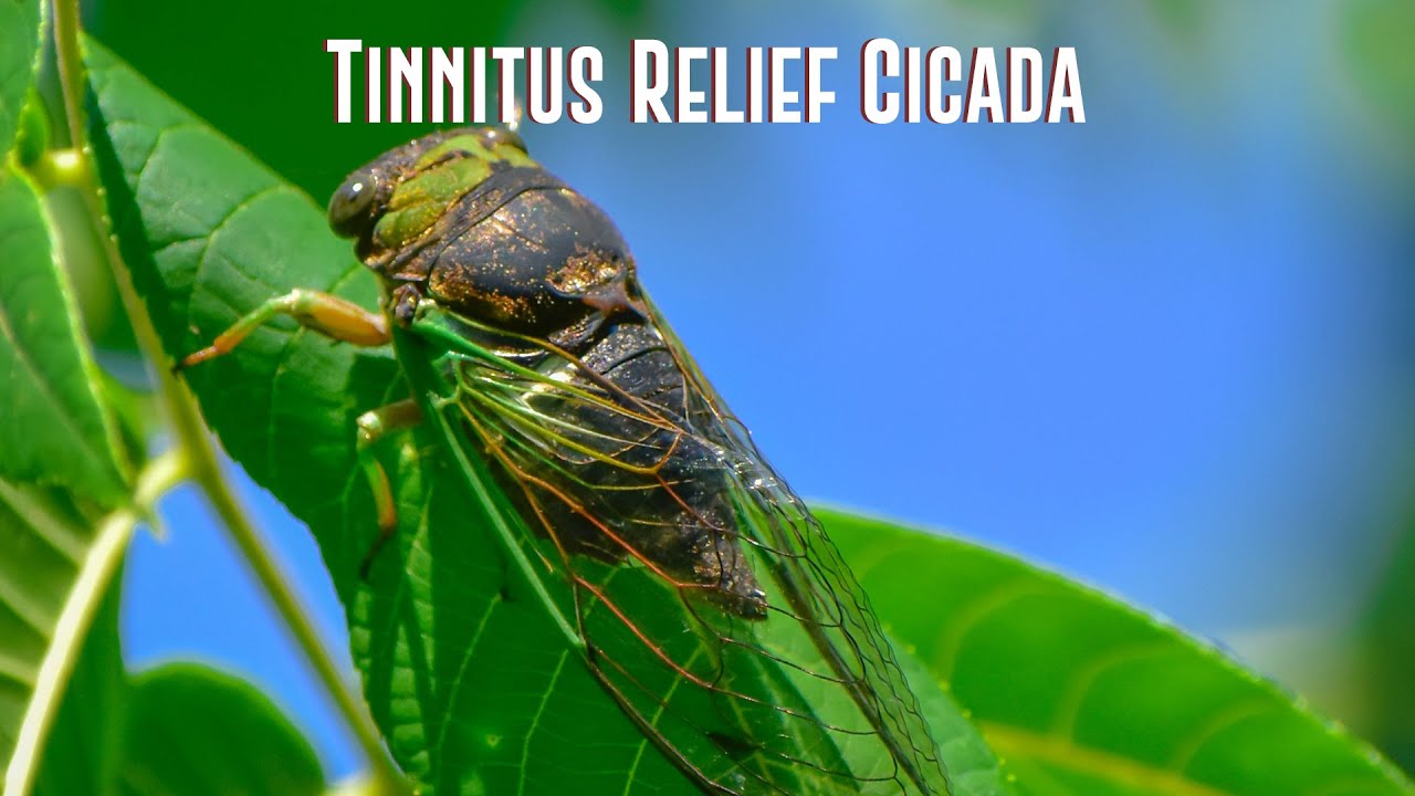 10 hours of cicada sounds to soothe your mind and relieve tinnitus