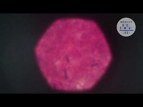 医療科学部 医療検査学科 臨床検査技師養成プログラム【20190111版】