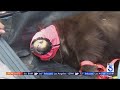 Bear captured in Sierra Madre