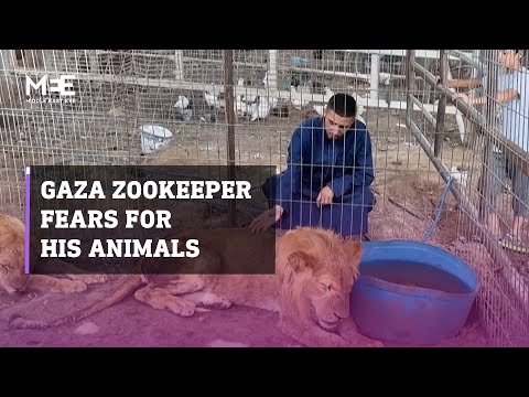 Gaza zookeeper fears for his animals as war takes its toll