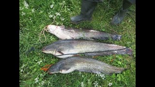 Ловля сомов на рыбинском водохранилище