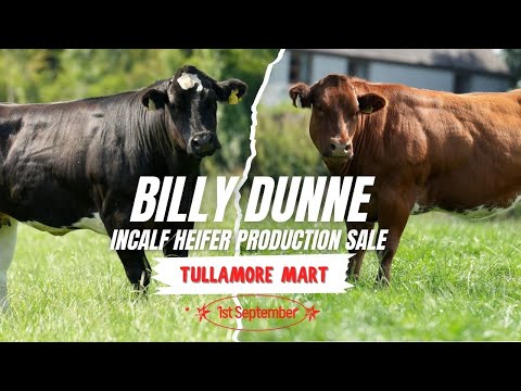 🔥 25 Incalf Heifers - Tullamore Mart 1st Sept 🔥 - Image 2