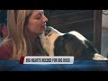 Big Dogs Need Love
