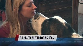 Big dogs need love