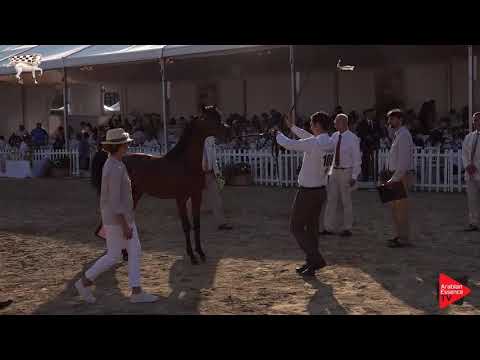 N.106 NAZEEM KA - Menton 2019