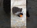 Mr hedgehog eating carrot