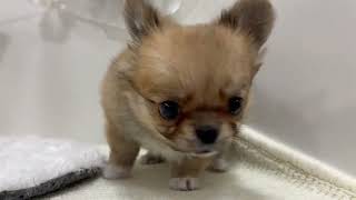 チワワ（ロング）の動画01