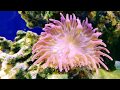 Reef Vibes 1/20/18 Reef Vibes 1/20/18