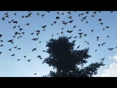 Obcy lot i prawie ścinka 💪Jasne szaleją 👍