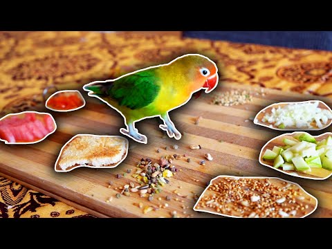 Which Food the LOVEBIRD will Choose ? / (Lovebirds Diet)