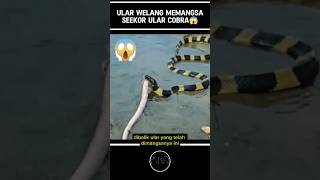 Download lagu A WINGED SNAKE EATING A COBRA MAKES EVERYONE EXCITED⁉️😱#shorts mp3 Download lagu A WINGED SNAKE EATING A COBRA MAKES EVERYONE EXCITED⁉️😱#shorts mp3