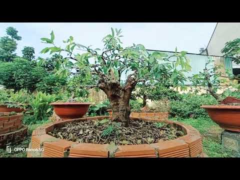 Chăm mai vàng tại Thủ Dầu Một Bình Dương