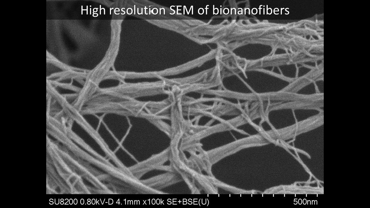 [Materials] High resolution SEM of bionanofibers