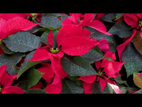 Painting of the Poinsettias