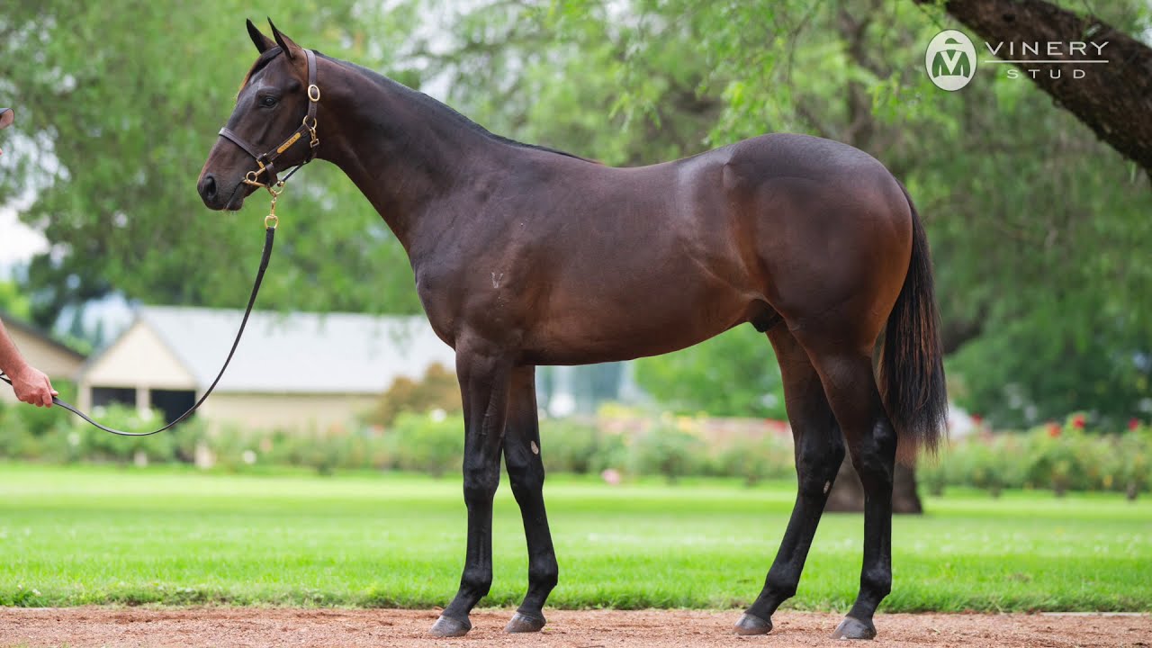 Lot 736 - SHALAA x SAGAMIYNA colt