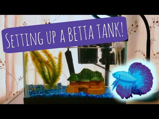 BETTA FISH TANK | How to Set Up a Betta Aquarium