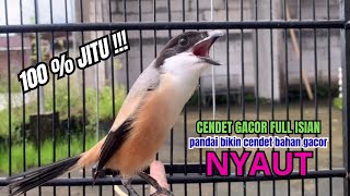 Download lagu burung cendet gacor FULL ISIAN pandai BUAT PANCINGAN CENDET AGAR BUNYI,, bikin BURUNG PENTET GACOR mp3 Download lagu burung cendet gacor FULL ISIAN pandai BUAT PANCINGAN CENDET AGAR BUNYI,, bikin BURUNG PENTET GACOR mp3