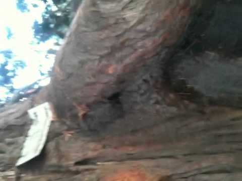 PROgano FRANCESCO DI GIRIFALCO ITALIA