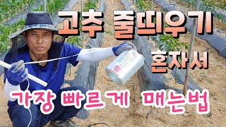 고추줄 일찍 매주면 손해  혼자서 쉽게 가장 빨리 매는법 비 바람불어도안 넘어지게