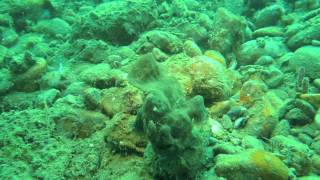 preview picture of video 'frogfish grey jumping 0-30 stone (Antennarius) Серая рыба-лягушка скачет по камням'